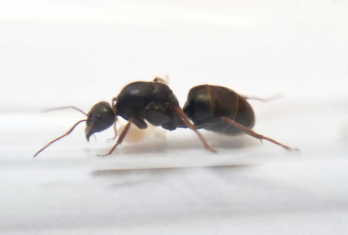 Iridomyrmex purpureus - A vibrant and striking ant.