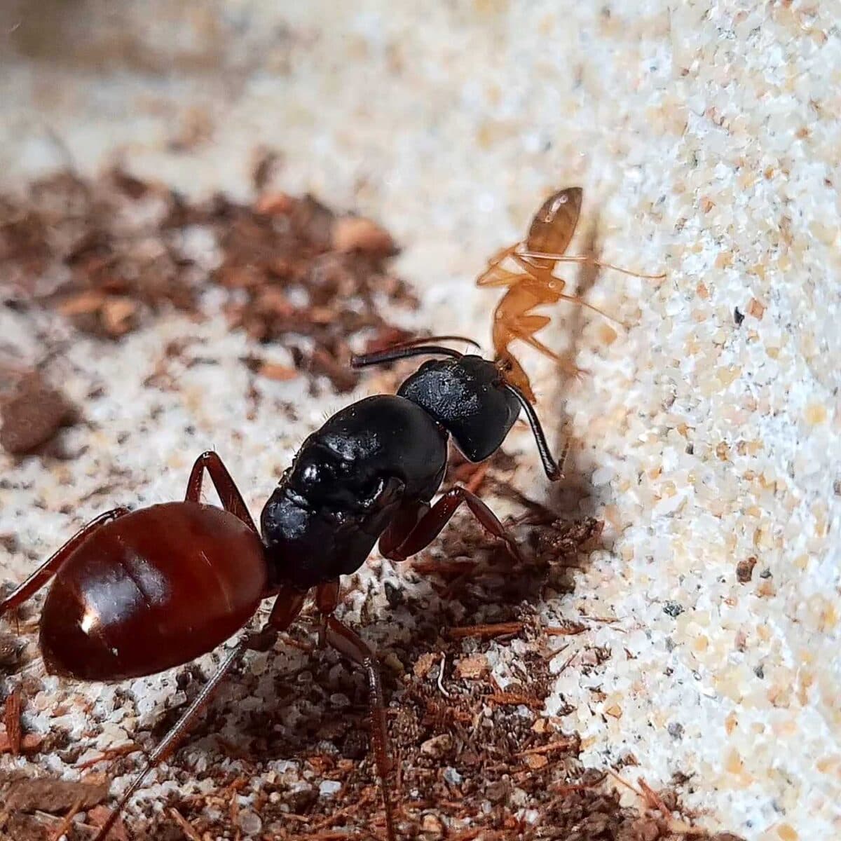 Camponotus CA02 ant colony kit.