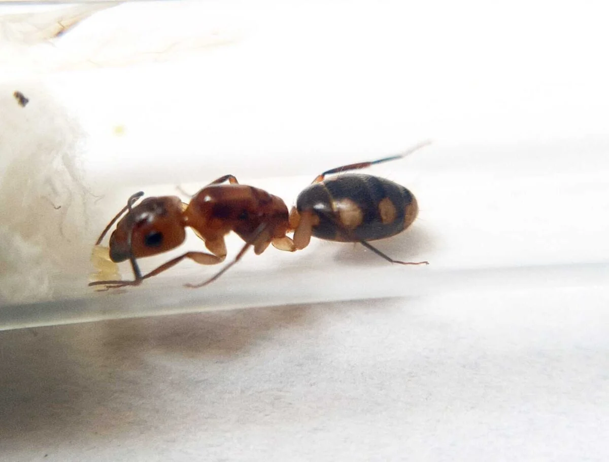 «Camponotus zonatus: унікальний вид мурах»