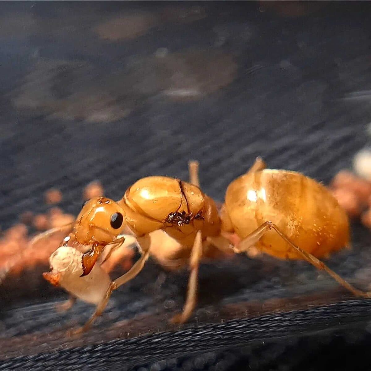 Testo alternativo: "Myrmecocystus navajo Formicaio: affascinante formicario"