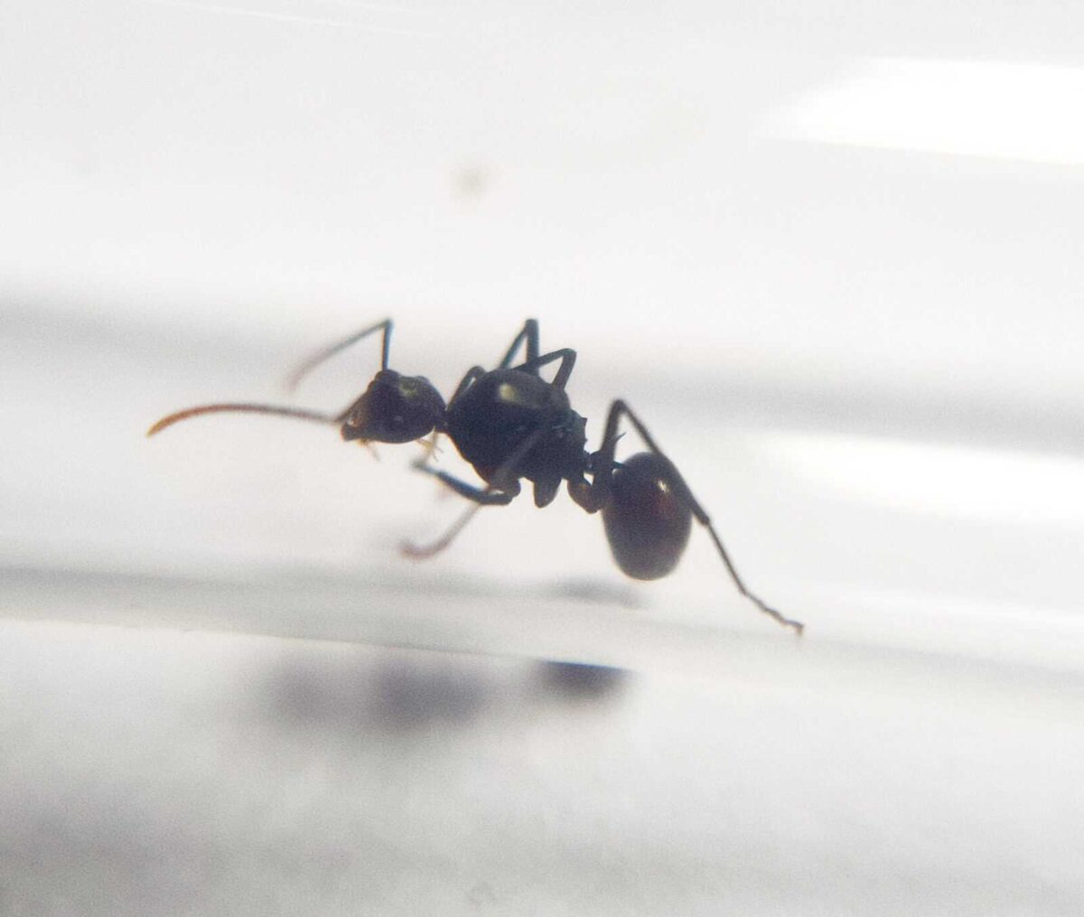 "Polyrhachis arborea - integratore naturale a base di erbe"