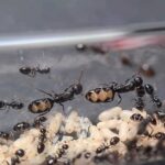 «Мурашина ферма Camponotus bellus – компактна та захоплююча»