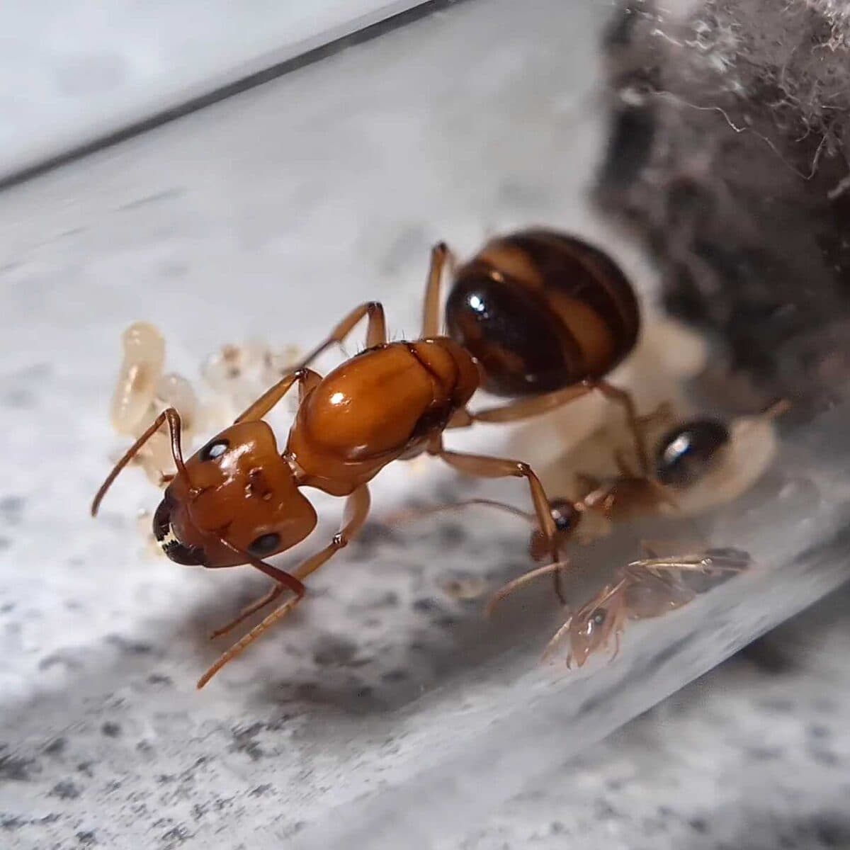 Espèce de fourmis Camponotus maculatus subnudus.