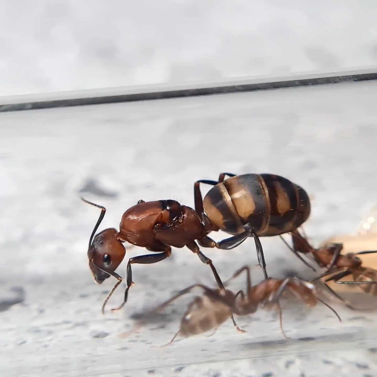 Camponotus habereri - Hábitat de hormigas de alta calidad.