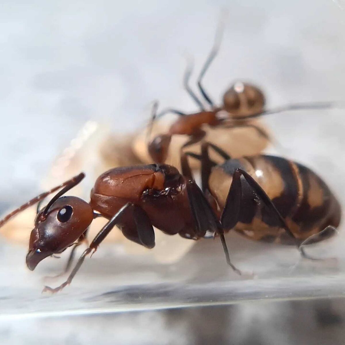 'Camponotus habereri' product image: a detailed view of Camponotus habereri specimen.