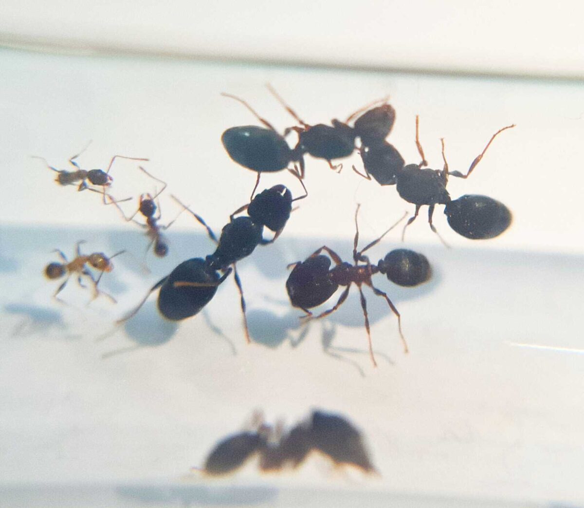 "Pheidole aglae" ant colony - perfect for beginners!