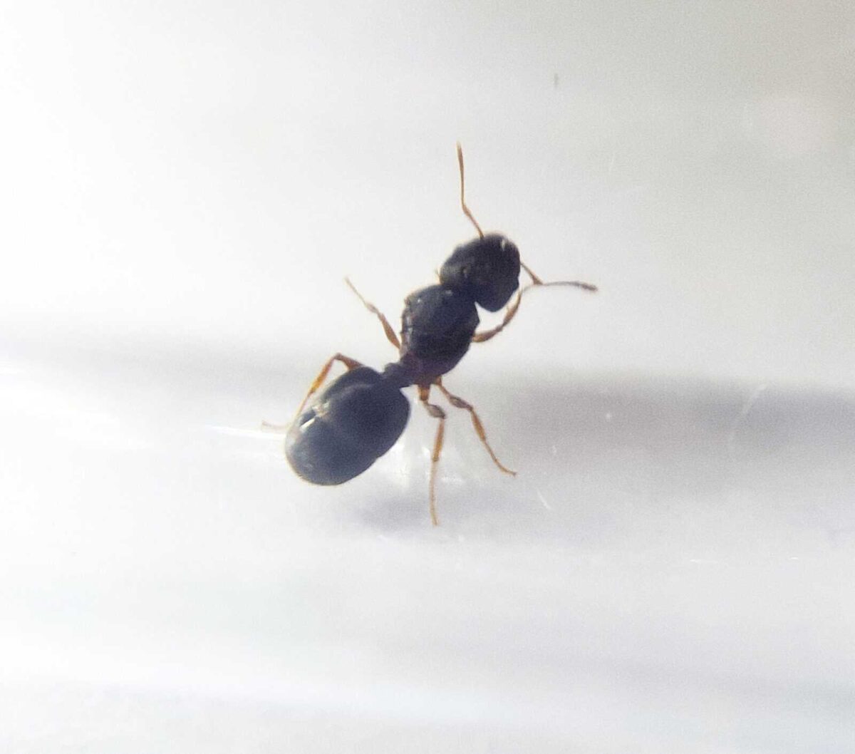 Image du produit 'Pheidole nigeriensis' avec mot-clé.