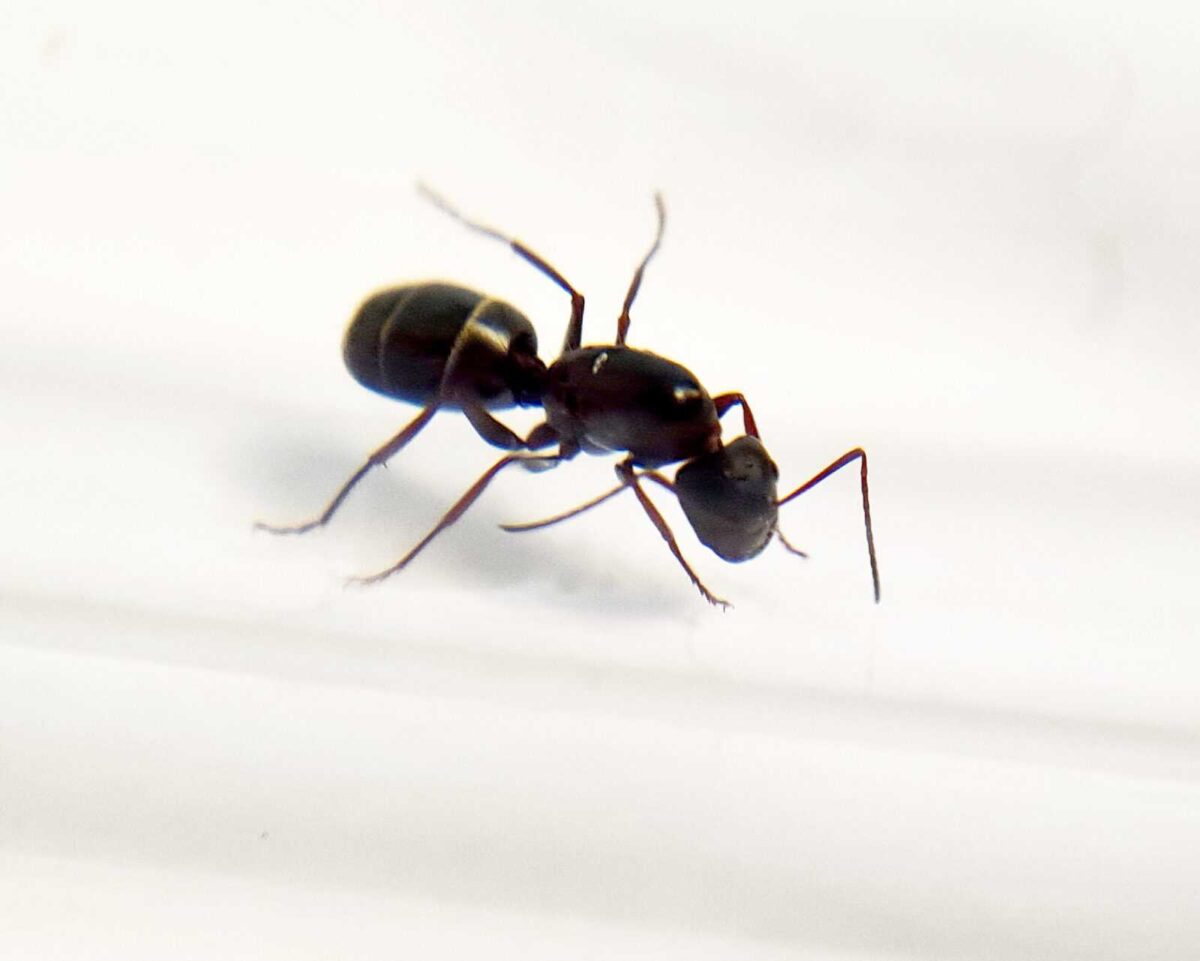 Formica 'Camponotus feae' in vendita.