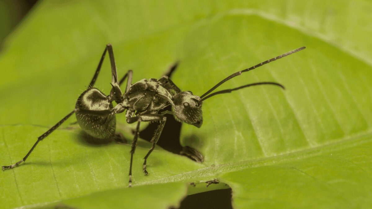 "Polyrhachis illaudata: Powerful and Effective Supplement"