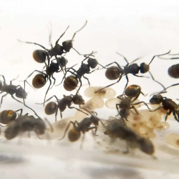"Polyrhachis vermiculosa: Natural health supplement."