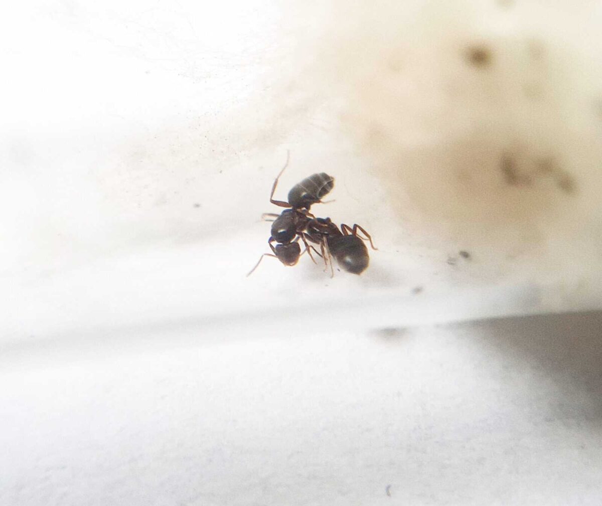 Colonia de hormigas 'Brachymyrmex laevis' a la venta.