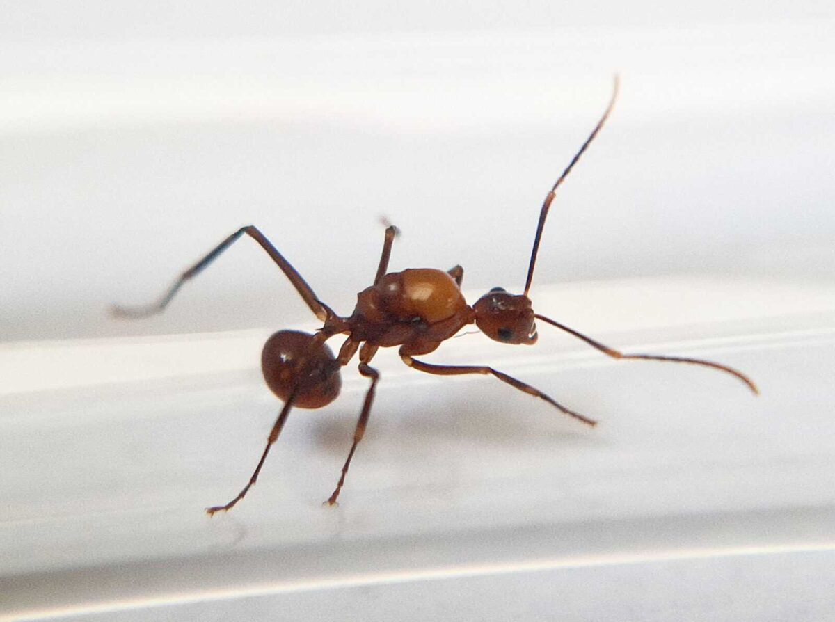 "Polyrhachis alata: integratore sanitario potente e potente."