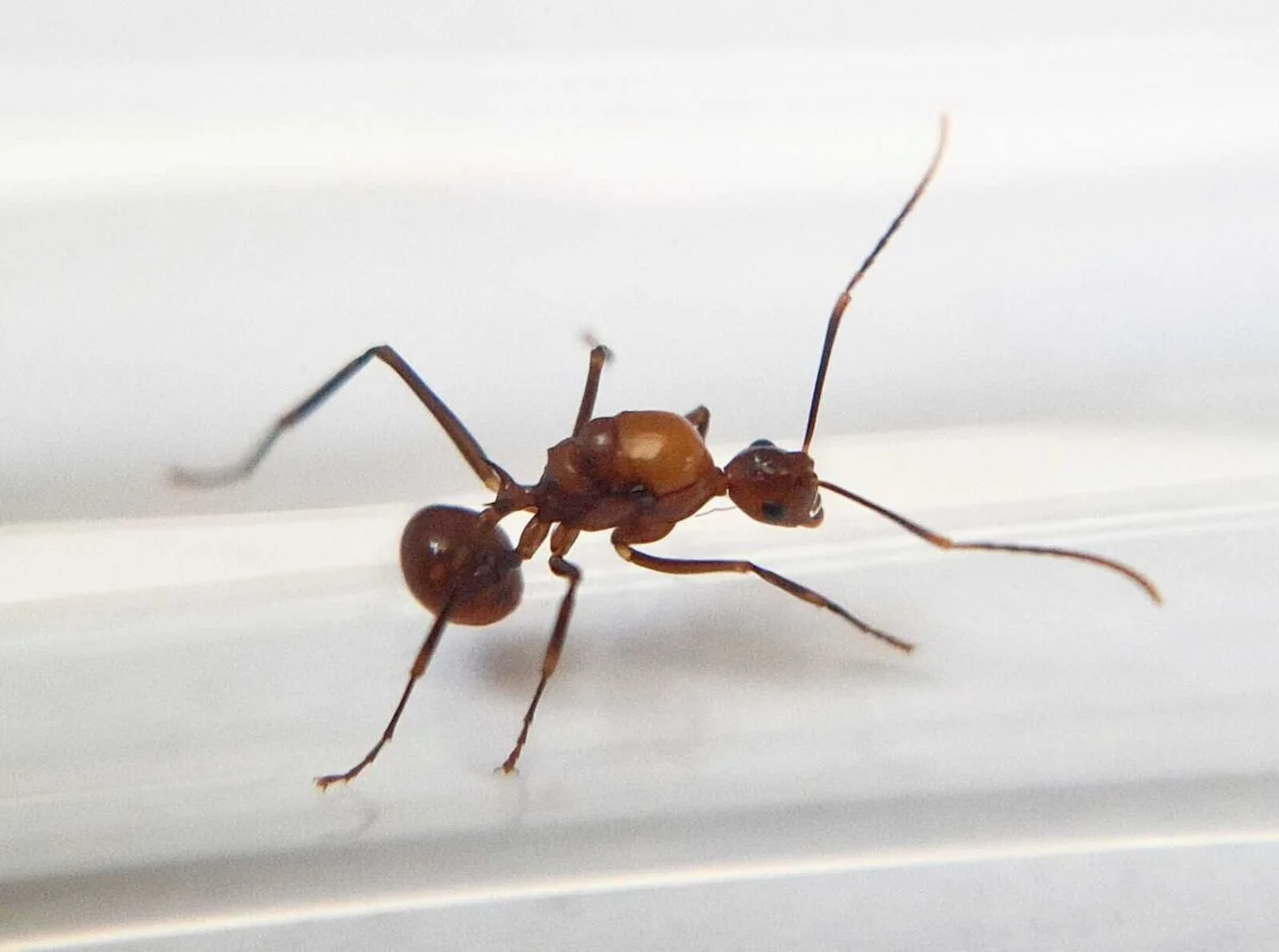 «Polyrhachis alata: Потужна та потужна добавка для здоров’я».