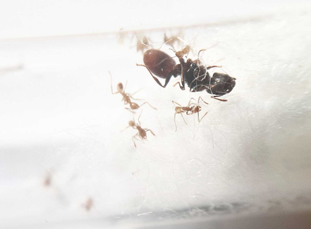 Una imagen de la especie de hormiga Pheidole vulgaris.