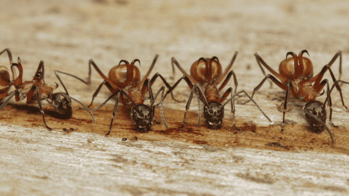 „Polyrhachis bihamata Ergänzung für ganzheitliches Wohlbefinden.“