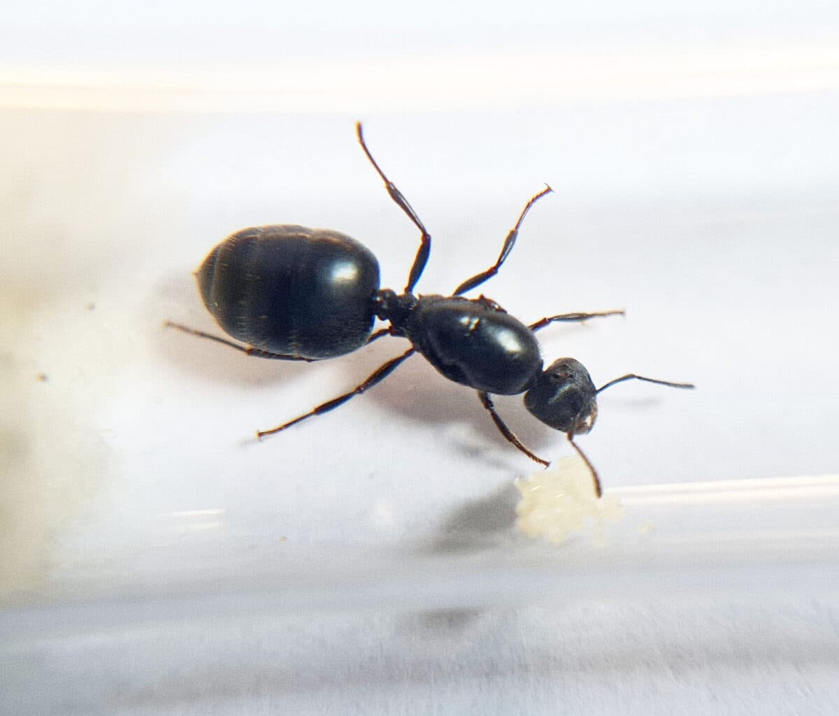 Immagine del prodotto ''Carebara vidua' in en: piccola formica rossa su foglia'