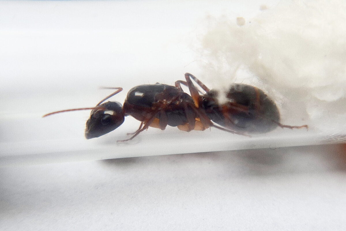 „Camponotus wytsmani Ameisenfarm – faszinierende Haustiere“