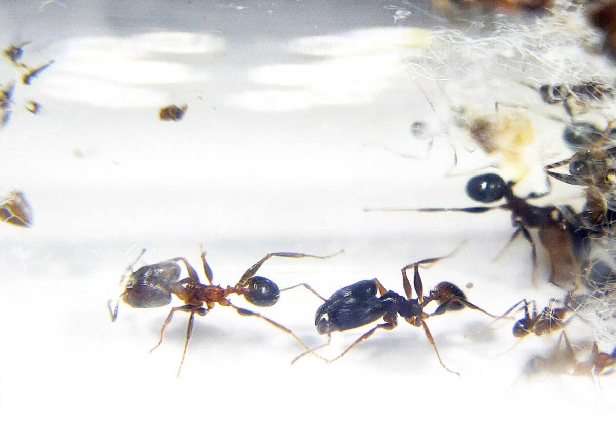 Pheidole parva - компактний і інтригуючий продукт.