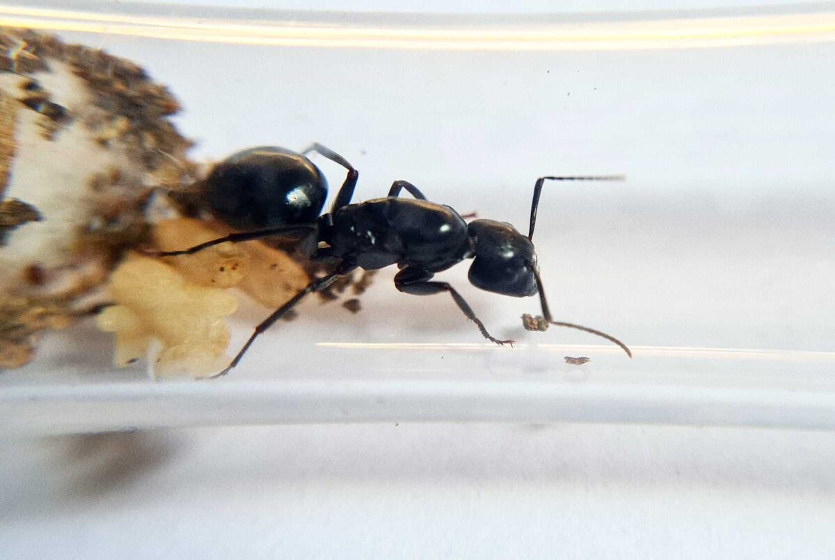 «Camponotus laevigatus: зображення продукту із зображенням виду мурах».