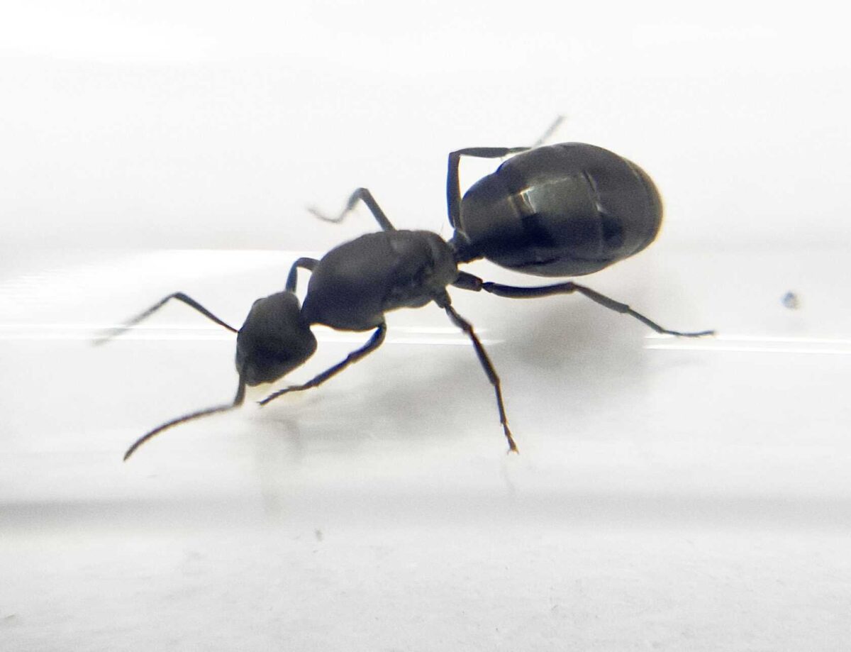 Camponotus distinguendus ant colony in habitat.