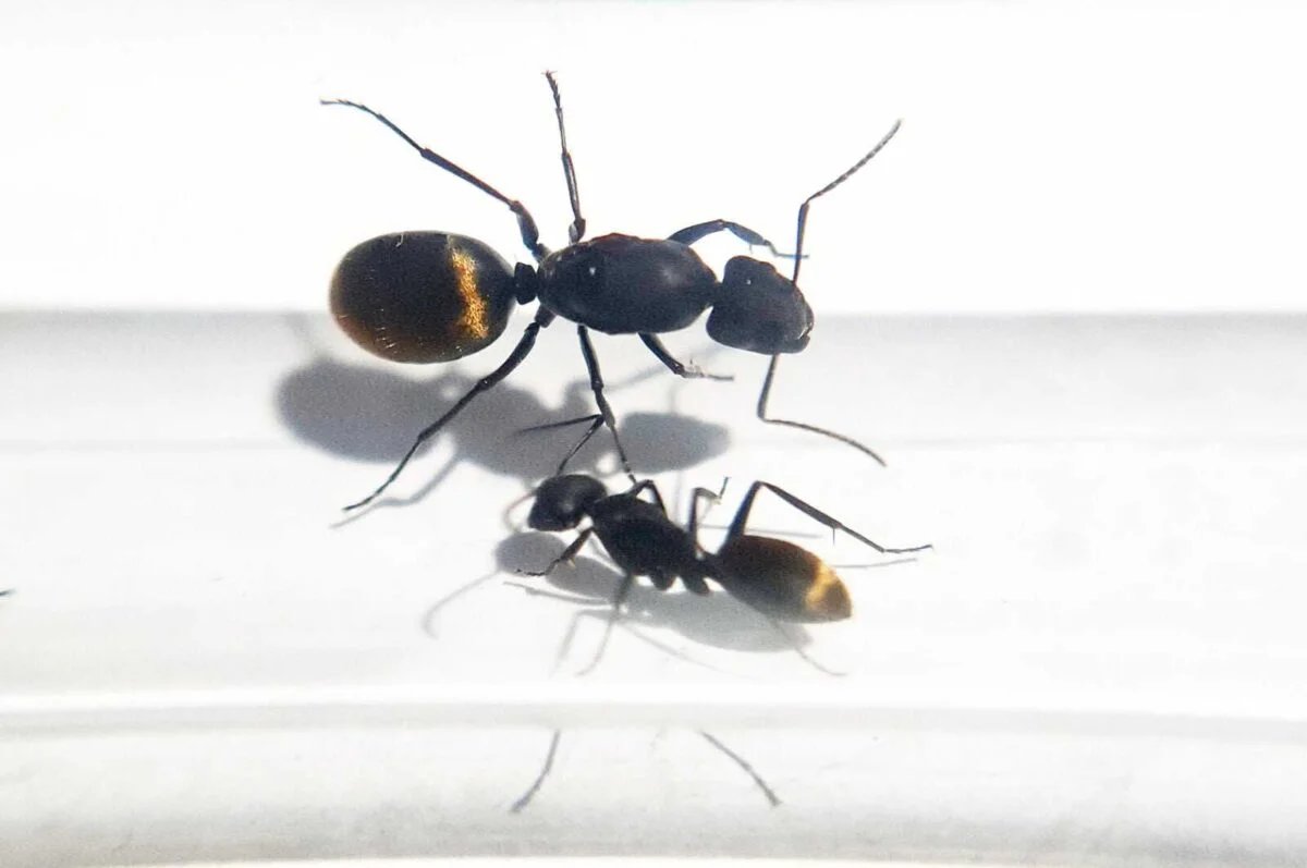 67273778 Camponotus chilensis