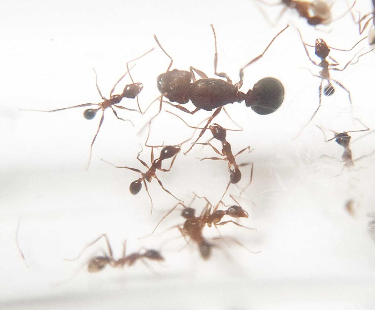 «Pheidole singaporensis: захоплюючі види мурах із Сінгапуру»