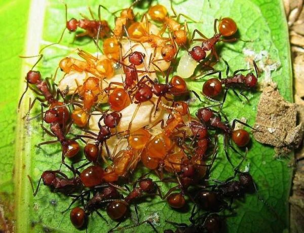 ᐉ Polyrhachis Thrinax Ants: Fascinating Polygynous Colonies And