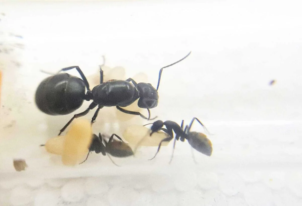 «Camponotus aeneopilosus: приголомшлива металево-зелена мураха-тесляр»