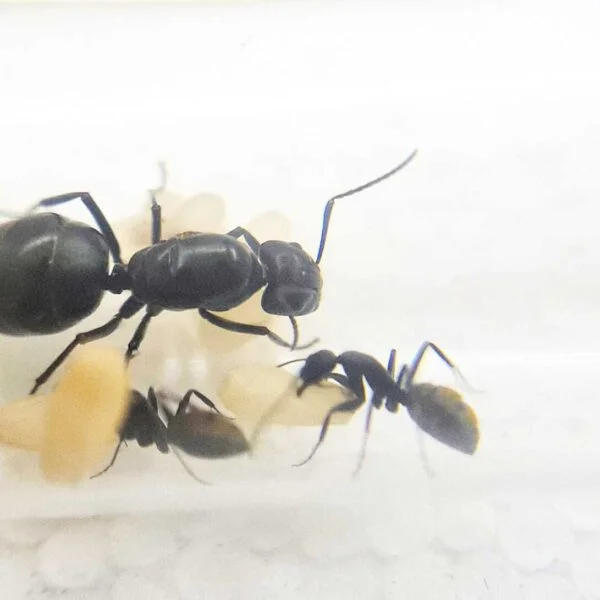 "Camponotus aeneopilous: splendida formica carpentiera verde metallizzato"