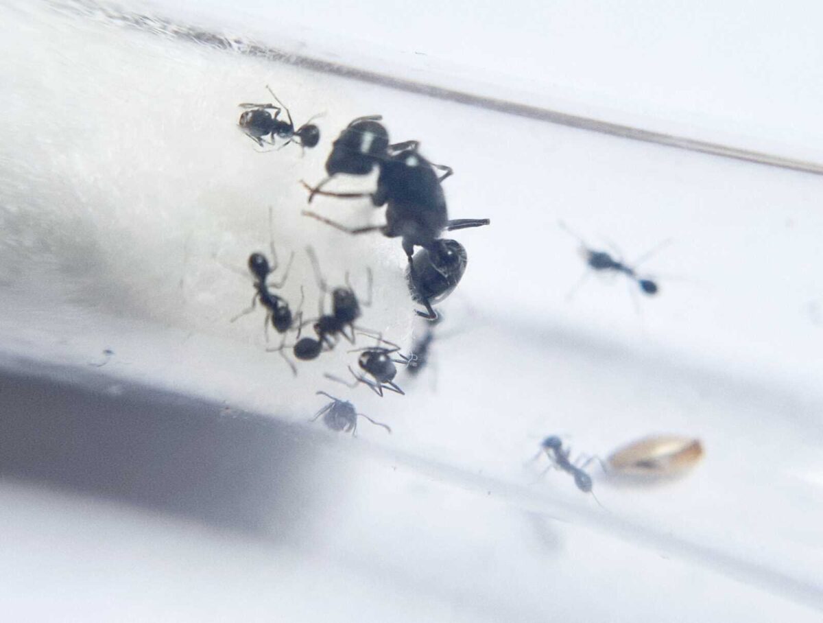 Veromessor pergandei - Colonie de fourmis efficace et polyvalente