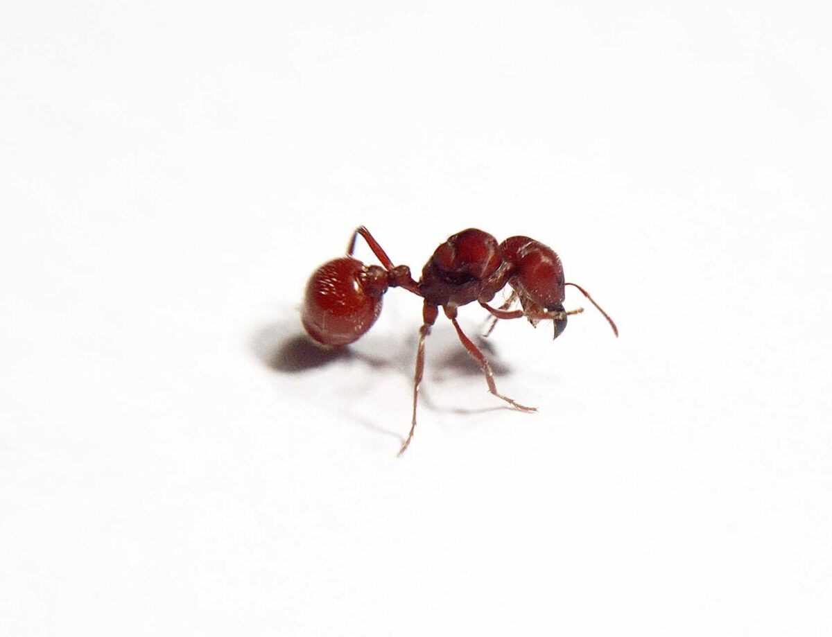 Pogonomyrmex badius product for sale online.