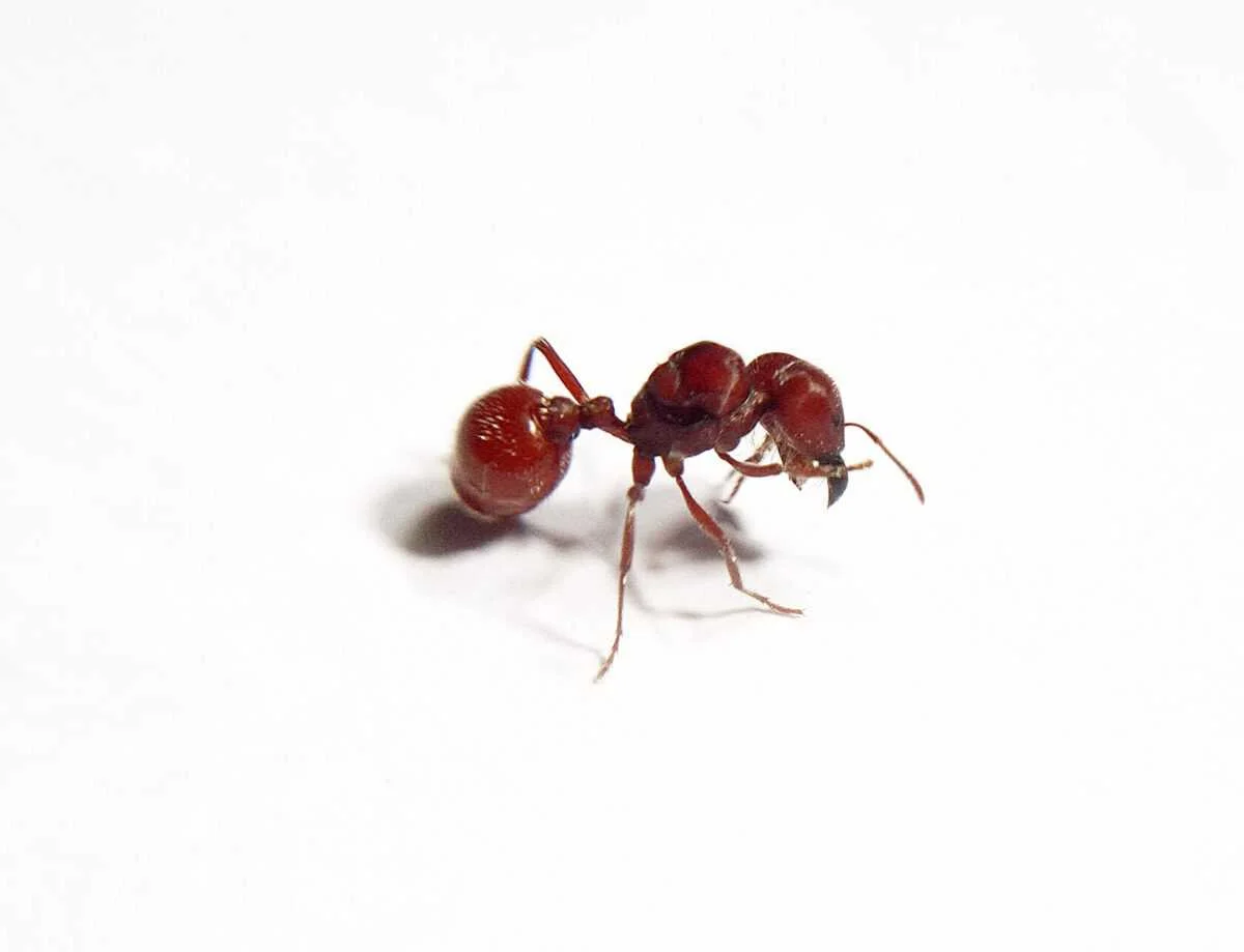 Продукт Pogonomyrmex badius для продажу в Інтернеті.