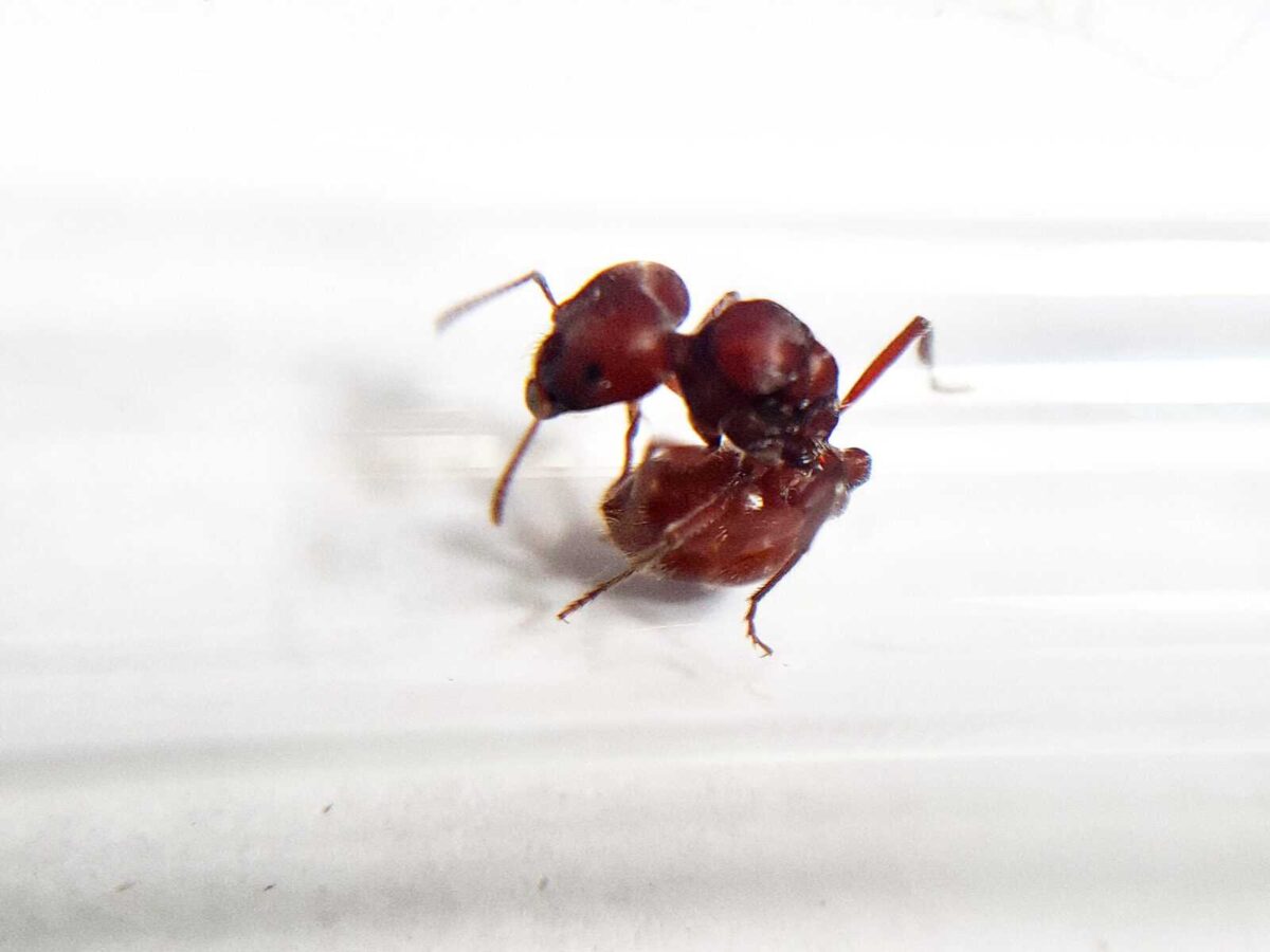 „Pogonomyrmex badius” – fascynujący gatunek mrówek