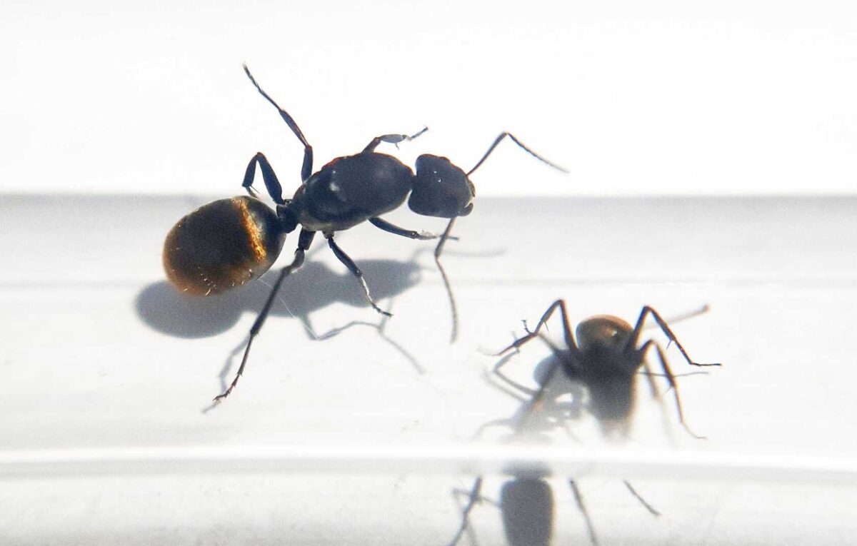 "Camponotus camelinus - Ant Farm Queen"