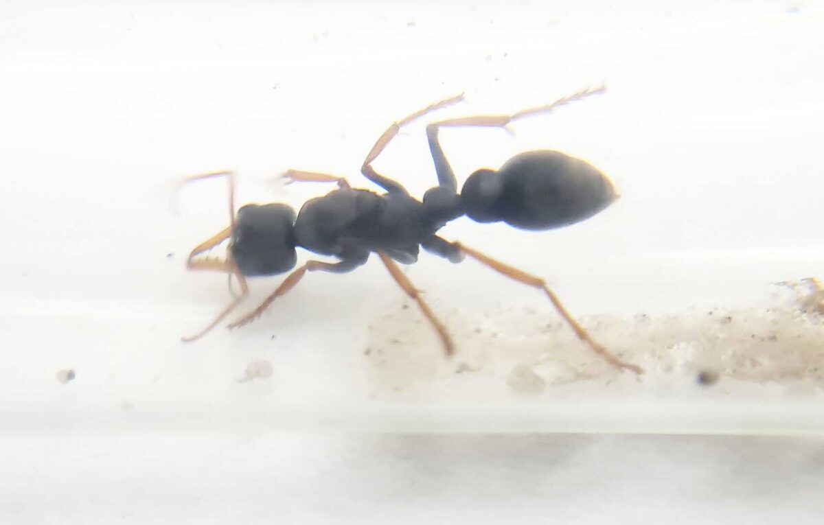 "Myrmecia tarsata - Hormiga poderosa y ágil"