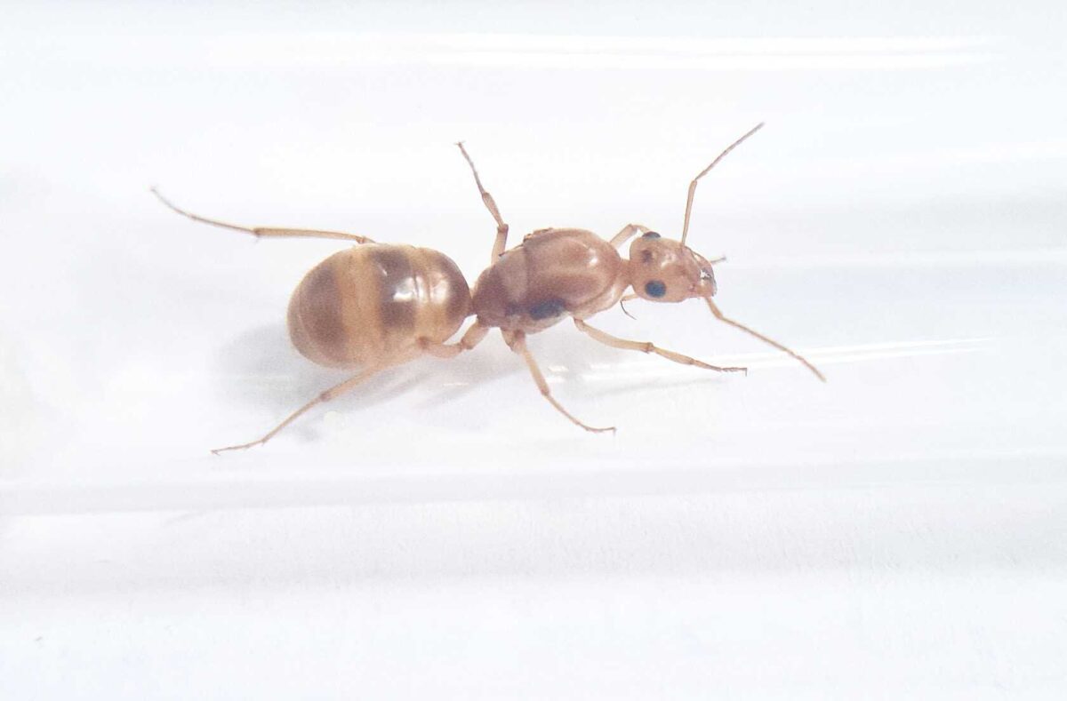 'Myrmecocystus mexicanus' ant colony in action.