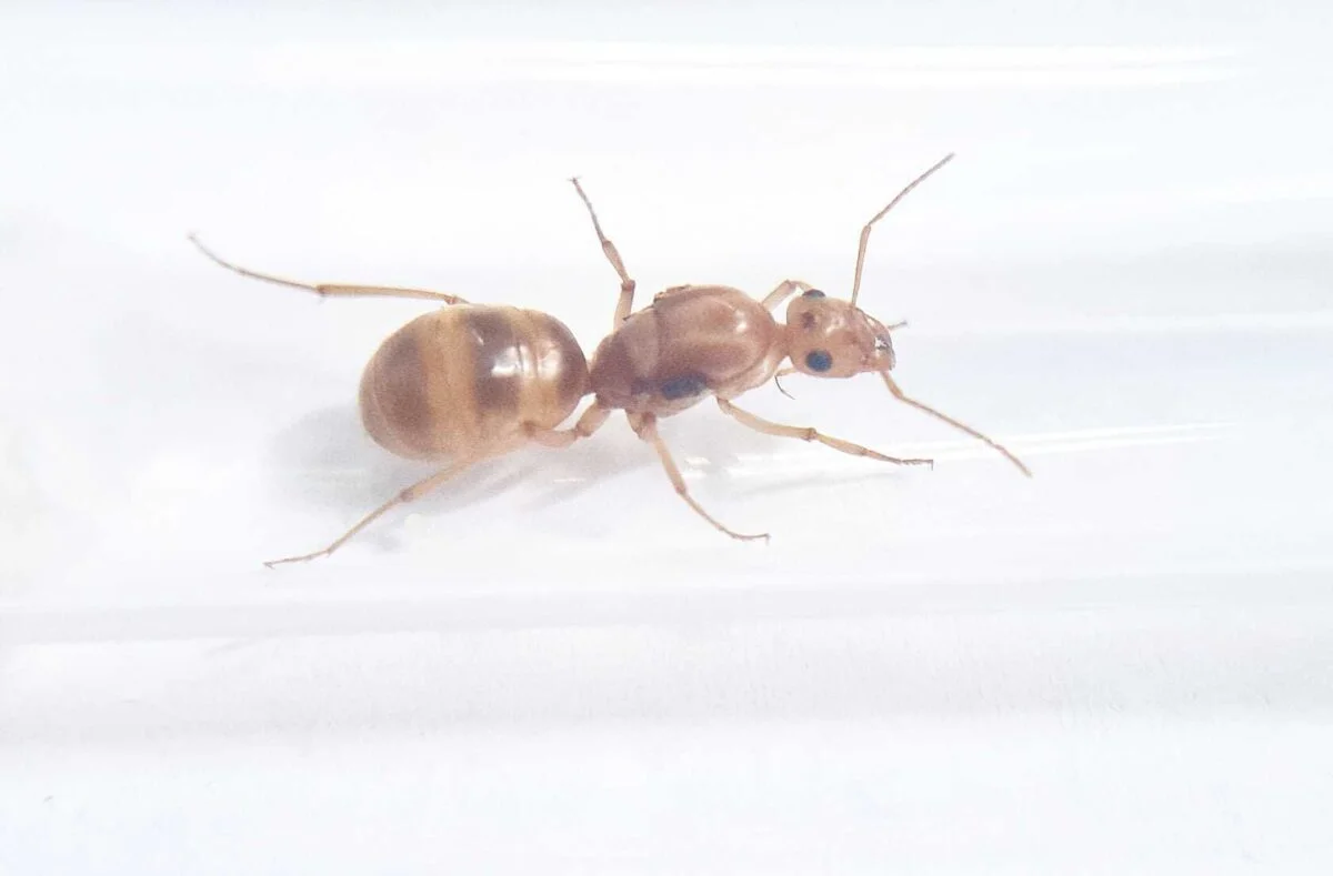 Colonie de fourmis 'Myrmecocystus mexicanus' en action.