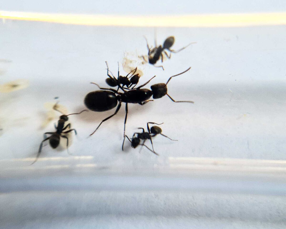 "Camponotus abscisus: A robust and industrious ant"