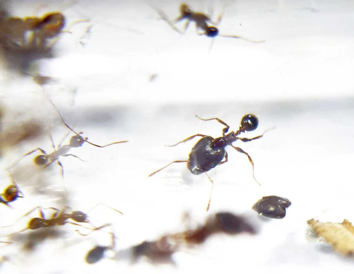 „Pheidole longipes – Die majestätische Ameise“