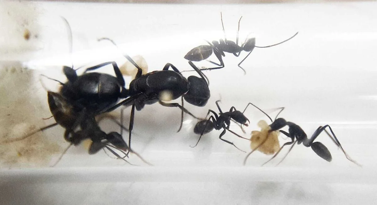 „Camponotus alii Ameisen – exquisit und gesellig“