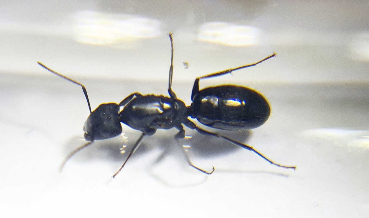 "Camponotus aberrans: Powerful and Reliable Pest Control"