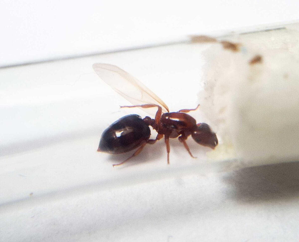 'Crematogaster rochai' product image: Exquisite and unique Crematogaster rochai.