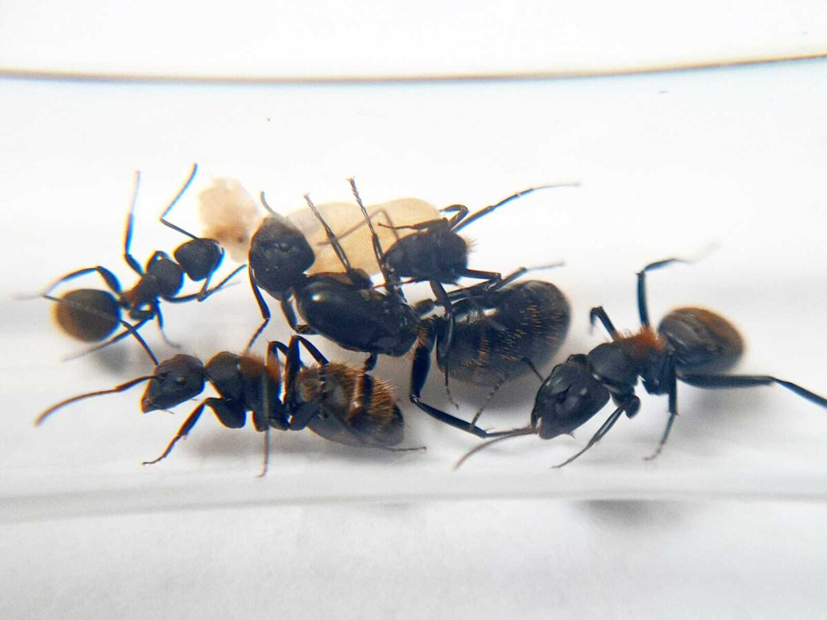 Alt text: "Camponotus nossibeensis ant species crawling."