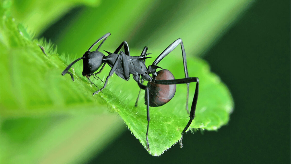 „Polyrhachis brzuszny – naturalny środek wzmacniający zdrowie”