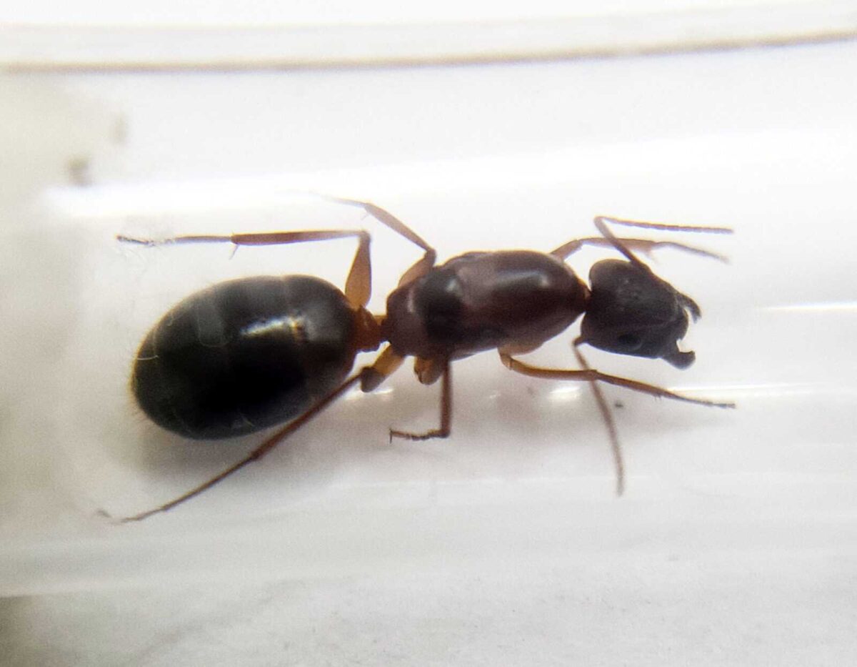 Espèce de fourmis "Camponotus pilicornis" rampant à la surface.