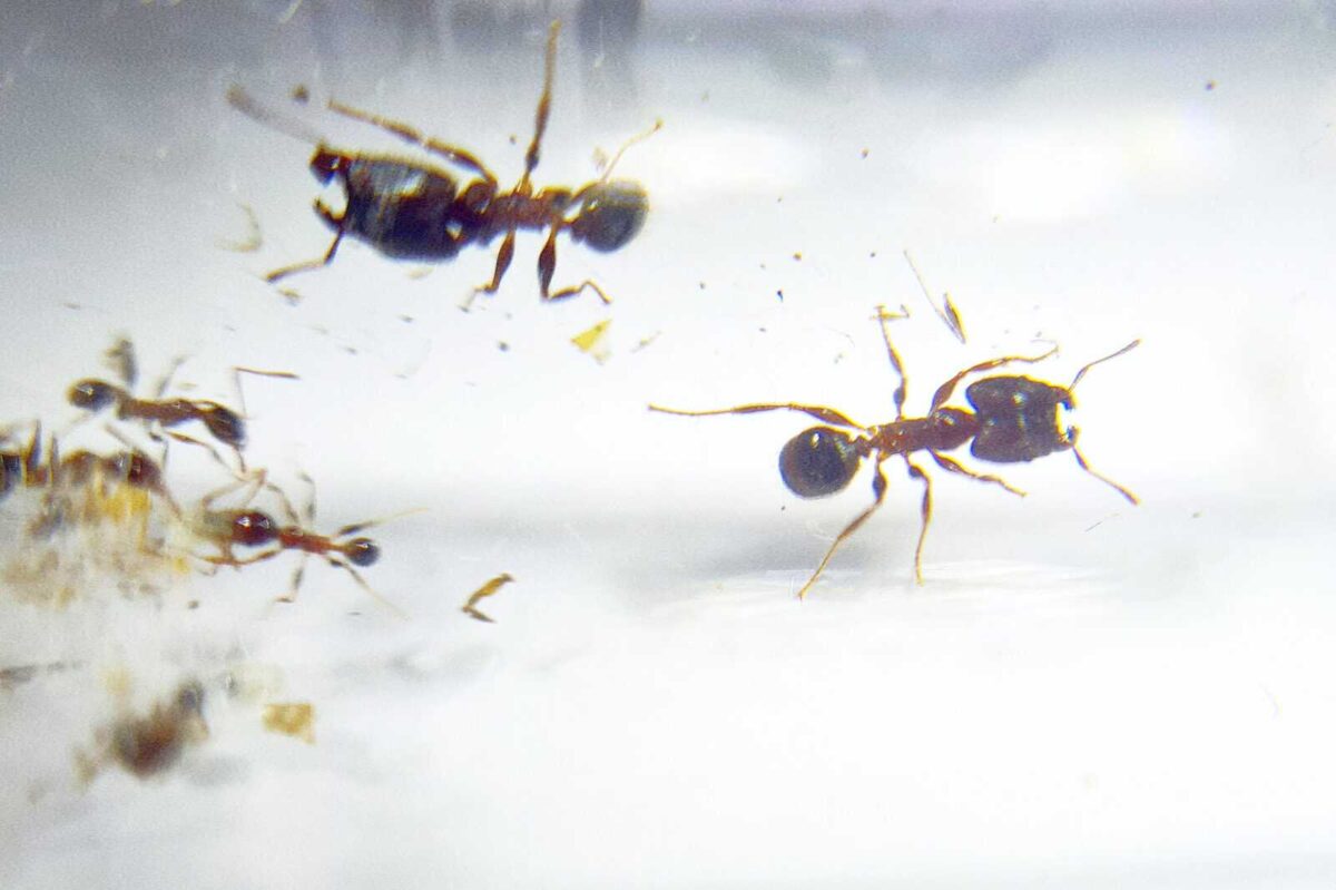 "Close-up of Pheidole annera, the remarkable ant."