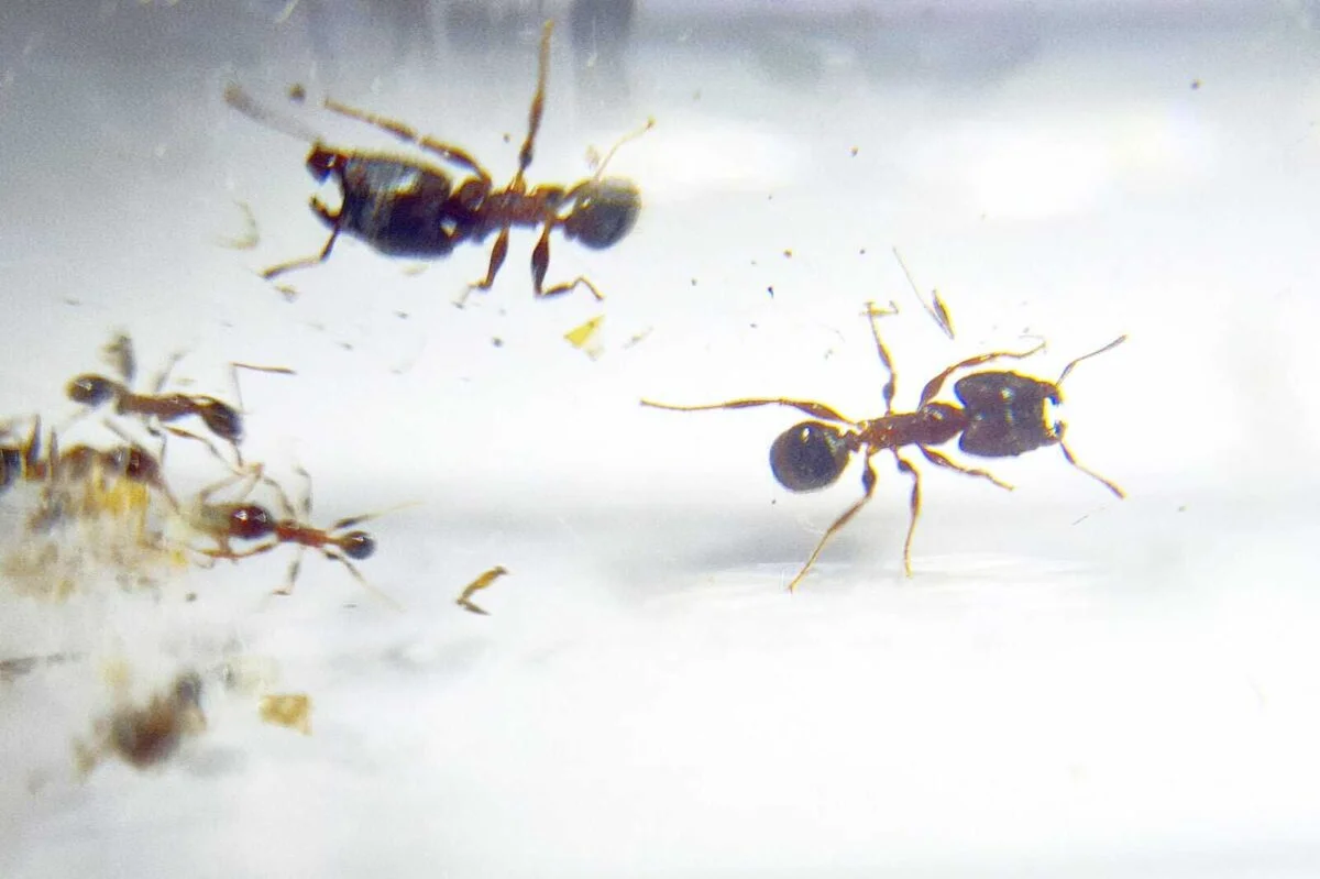 "Primer plano de Pheidole annera, la extraordinaria hormiga".