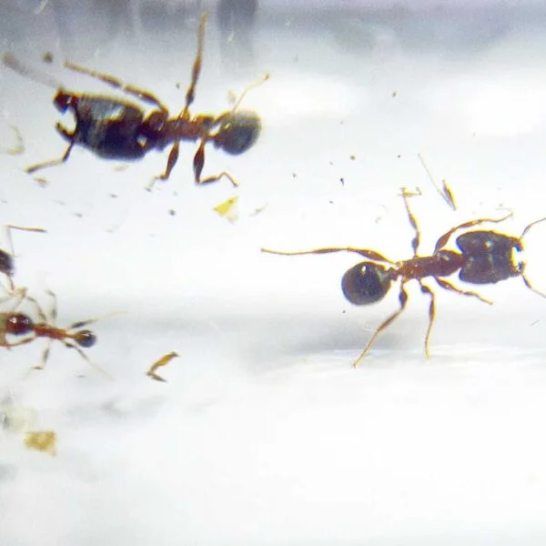 "Gros plan de Pheidole annera, la fourmi remarquable."