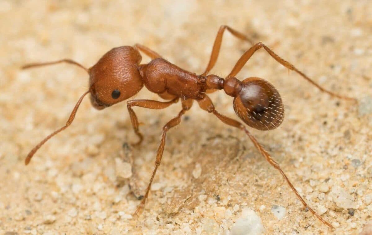 "Pogonomyrmex subnitidus: producto de control de hormigas altamente eficiente".