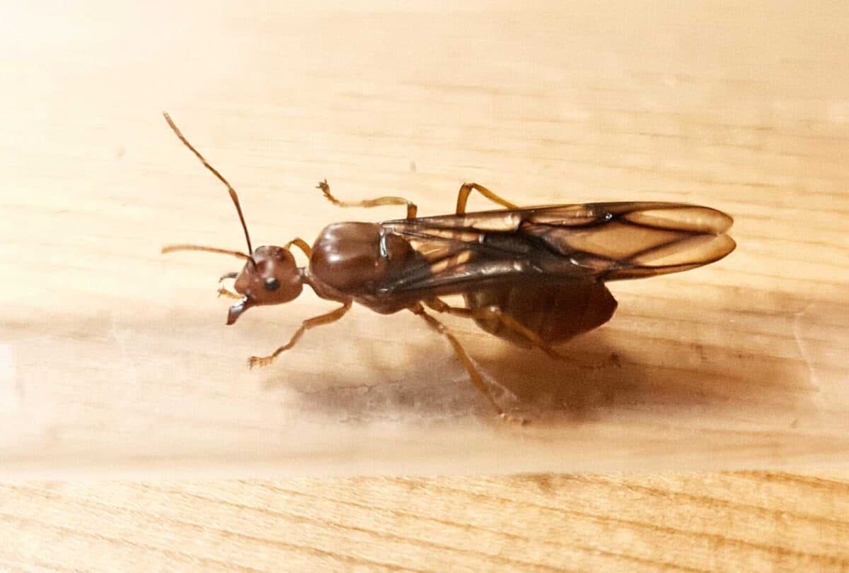 « Lutte naturelle contre les nuisibles grâce à Oecophylla longinoda »